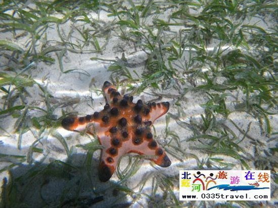 北戴河碧螺塔行者潛水俱樂部