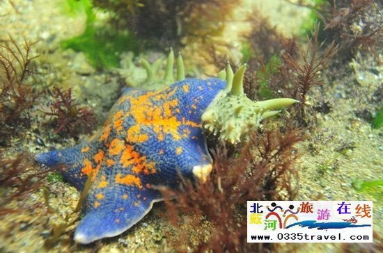 北戴河碧螺塔行者潛水俱樂部