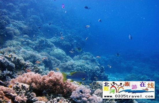 北戴河碧螺塔行者潛水俱樂部