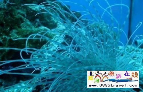 秦皇島新澳海底世界