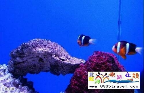秦皇島新澳海底世界