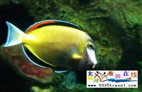 秦皇島新澳海底世界