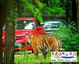 [秦皇島] 秦皇島野生動(dòng)物園景點(diǎn)門票優(yōu)惠88元起團(tuán)，一人也成團(tuán)，團(tuán)隊(duì)更優(yōu)惠，咨詢電話0335-3522599: