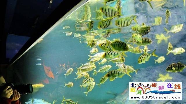 圣藍皇家海洋公園