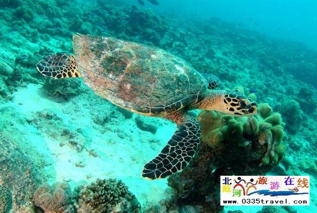 圣藍皇家海洋公園