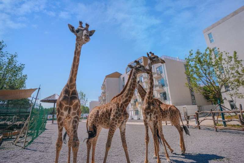 北戴河漁田小鎮(zhèn)七里海度假區(qū)-萬得瀾度假酒店&七里宿集民宿